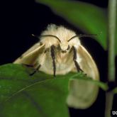 Female Asian spongy moth