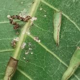 Mango shoot looper larvae on leaf with pupae