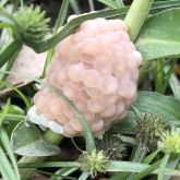 Spike-top apple snail eggs