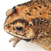 Asian black-spined toad detail