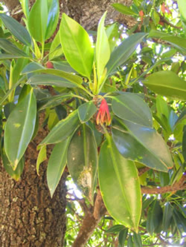 Leaves of the orange mangrove.