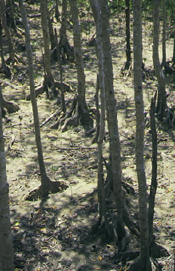 Yellow mangrove tree trunks