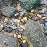Multiple freshwater gold calms amongst rocks on river bank