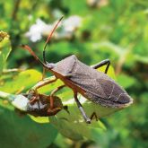 Adult <em> Amorbus </em> species on a leaf