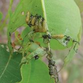 Eucalyptus weevil larvae feeding