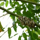 Sawfly larvae cluster on a eucalypt branch