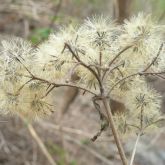 Siam weed windborne seeds