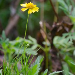 Bitterweed stem and flower