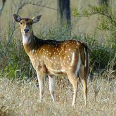 Feral chital deer