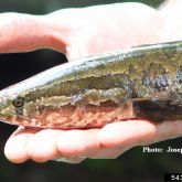 Close up of northern snakehead