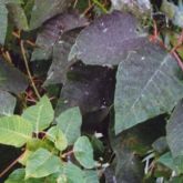 Sooty mould on poinsettia leaves, which can indicate the presence of spiralling whitefly or other sap-sucking bugs