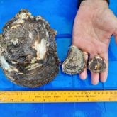 A juvenile Suminoe oyster (left), native Sydney rock oyster (middle) and mature Suminoe oyster (right)