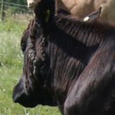 Cow with cutaneous facial warts