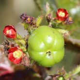 Bellyache bush in flower and fruit