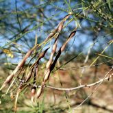 Parkinsonia pods