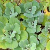 Water lettuce plant