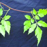 Balloon vine leaves