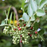 Broad-leaved pepper tree fruit