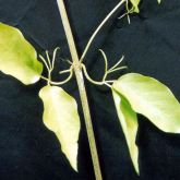 Cat's claw creeper leaf and claws