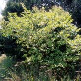 Chinese celtis plant form