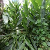 White ginger plant form