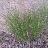 Serrated tussock showing purple seed heads