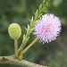 Thumbnail of Mimosa pigra