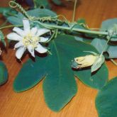 White passion fruit flower and leaves