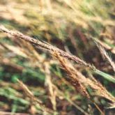 Molasses grass seed head