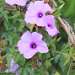 Thumbnail of Coastal morning glory