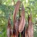 Thumbnail of Leucaena