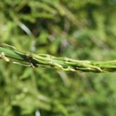 Climbing asparagus fern