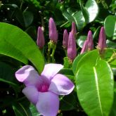 Purple rubber vine close-up