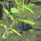 Red sesbania in water