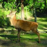 Feral red deer stag side view