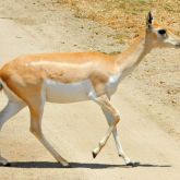 Blackbuck antelope female