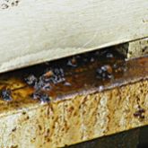 Small hive beetle slime in hive