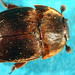 Thumbnail of Small hive beetle