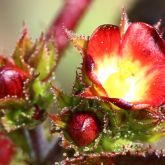 Bellyache bush flowers