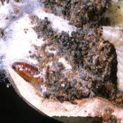 Close-up of navel orangeworm infestation, showing a brown pupa and off-white/cream larva with dark grey to brown frass and white webbing present.