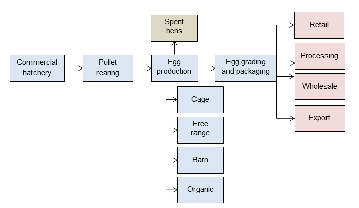 Image of the egg production supply chain.