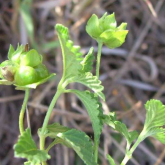 Image of immature fruit of creeping lantana