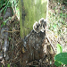 Brown root rot Phellinus noxius 