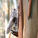 Giant wood moth