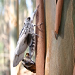 Giant wood moth 