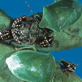 Two green, shield-shaped adult bugs and several nymphs of varying sizes. 