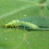 Green insect on leaf