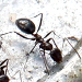 Thumbnail of Browsing ant
