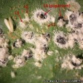 Close up of capsicum whitely adult and nymphs