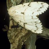 Asian spongy moth